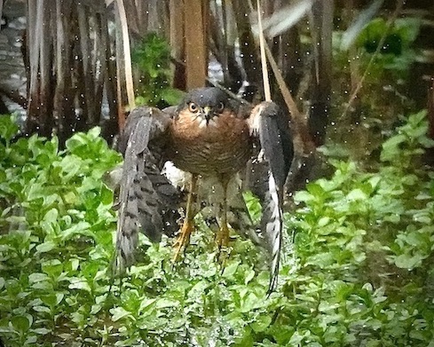 sparrowhawk